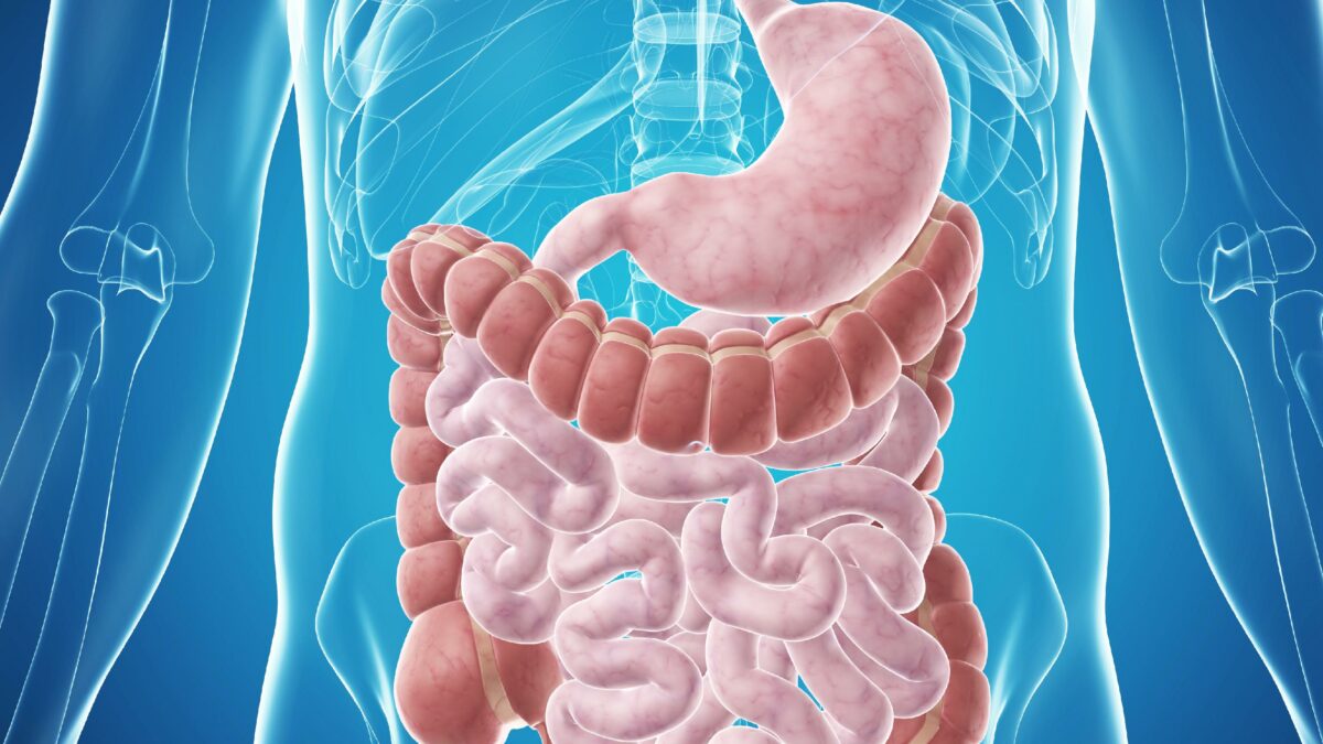 sistema digestivo